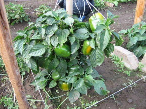  Tied Pepper Bush con frutas