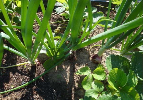  Yalta oignons dans le jardin