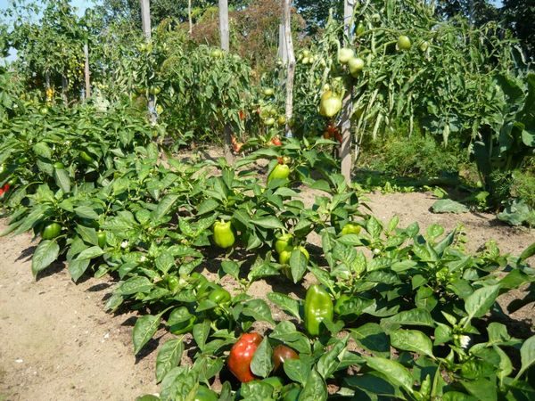  Cultivo de pimiento dulce en terreno abierto.