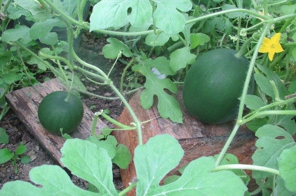  Pour que les fruits d'un bébé doux correspondent au résultat souhaité, vous devez effectuer une alimentation correcte et fertiliser le sol en temps voulu.