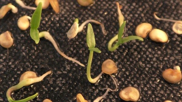  Semillas germinadas de pimienta búlgara