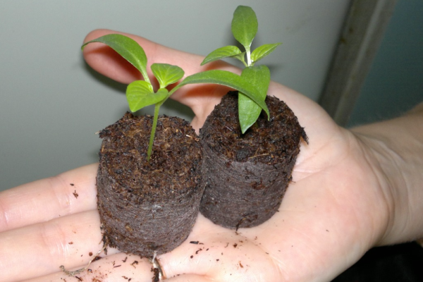  El sistema de raíces de las plantas de semillero es débil, se recomienda plantar las semillas inmediatamente en tabletas de turba o macetas de turba.