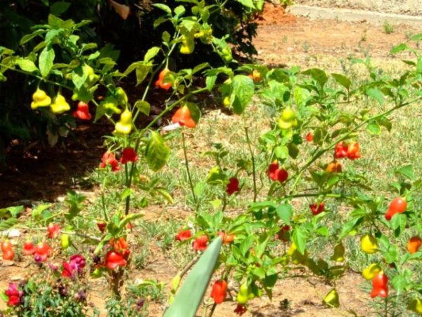  Pimientos en el jardin