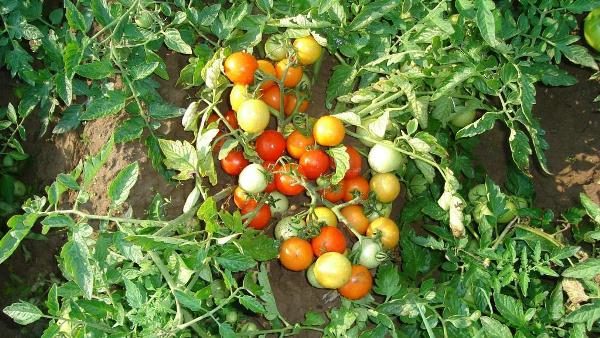  Tomate Bush Moskvich con frutas en el jardín