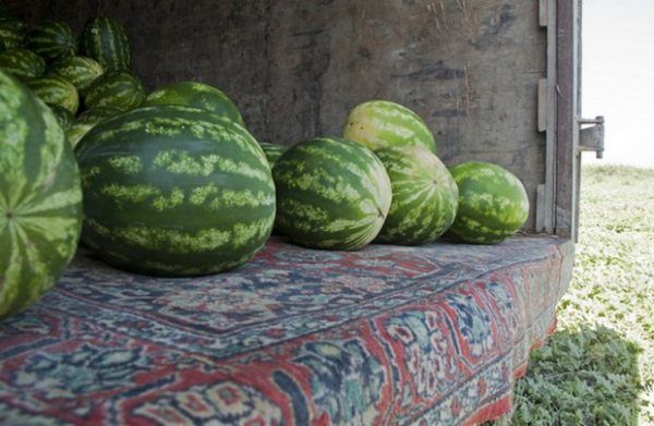  Watermelon Chill se distingue des autres variétés en ce qu’il tolère très bien le transport.