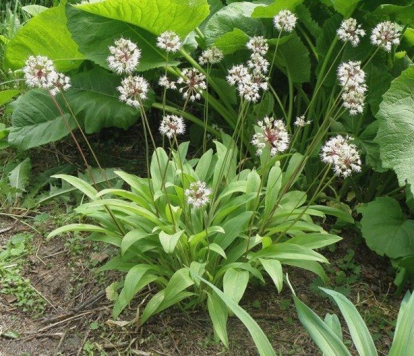  Ajo salvaje siberiano, cebollas victoriosas o matraz