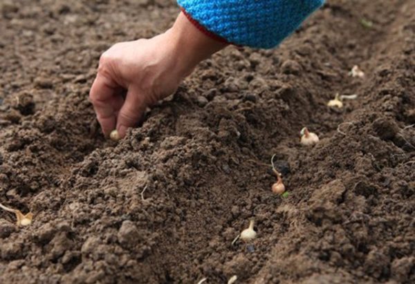  Planter des oignons d'hiver