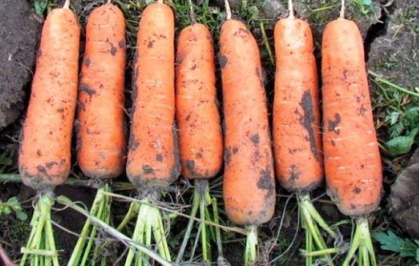  El sabor de la raíz de esta variedad es el sabor de referencia de las zanahorias con pulpa dulce y elástica.