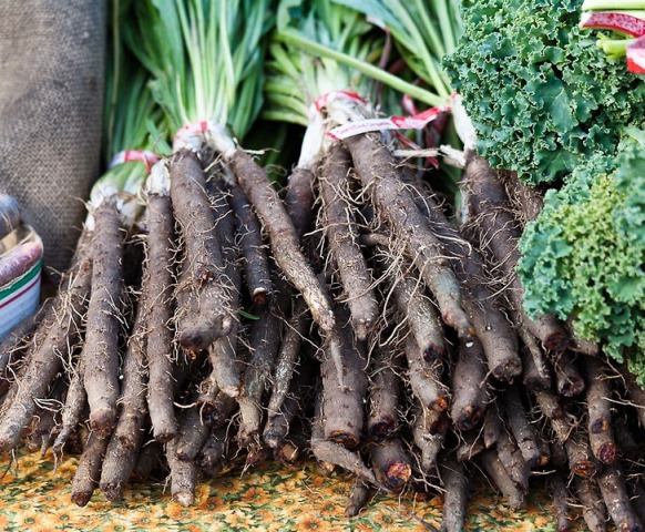  Cosechar zanahorias negras