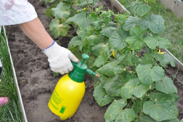  Necesitas alimentarte al comienzo de la floración y después de cada 10 días, alternando fertilizantes orgánicos ya preparados.