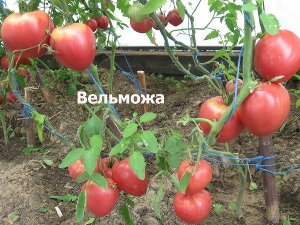  Tomate grande cultivado en invernadero.