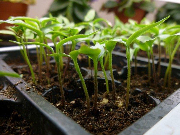  Las semillas de pimiento se pueden plantar con frecuencia y en un tazón poco profundo con una inmersión adicional