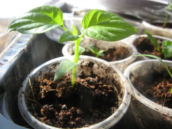  Las plántulas se colocan en un lugar bien iluminado, regado con agua tibia.