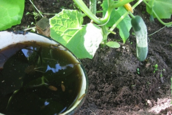  Durante la temporada, se realizan aproximadamente 4 alimentaciones adicionales de pepinos, se utilizan urea, superfosfato, sulfato de potasio y mulleína.