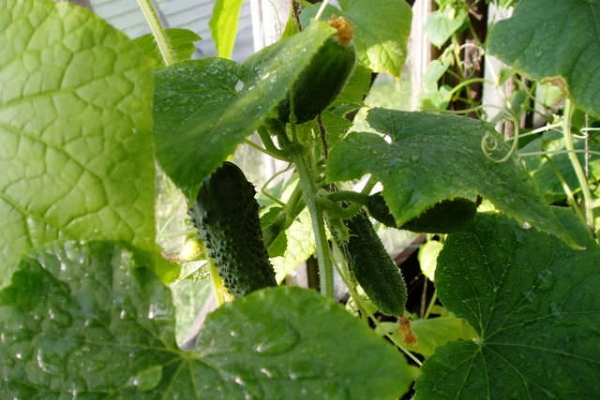  Variedad de pros: temporada media y alto rendimiento, no tiene amargura en la fruta.