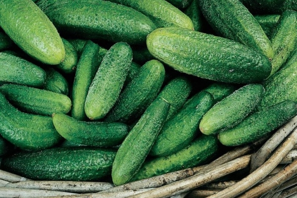  Pepino variedad pepinillo de París: descripción y especificaciones, plantación y cuidado