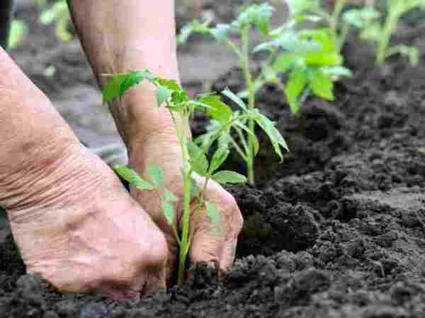  Plantación de plántulas de tomate en campo abierto