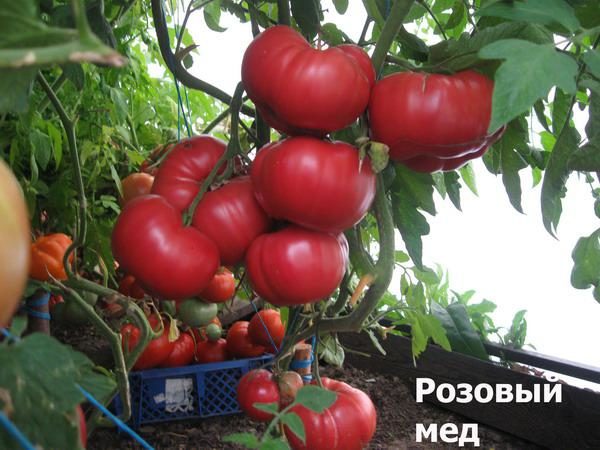  Grado de tomate de miel rosa