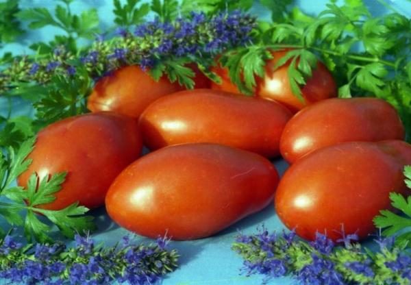  Los tomates son universales, son adecuados para ensaladas, acompañamientos, sopas y salsas.