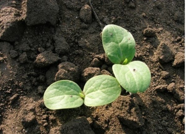  Wassermelone Sprout Producer