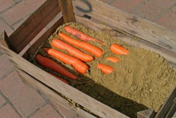  Almacenando Zanahorias Nantes En La Arena