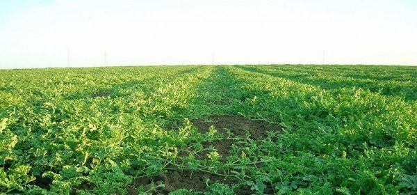  Tan pronto como comienza la formación del feto, se detiene la alimentación, ya que se pueden acumular nitratos y otros químicos en las sandías maduras.