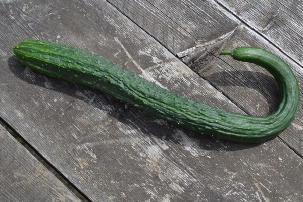  Pepino chino: descripción y características, plantación y cuidado, variedades.