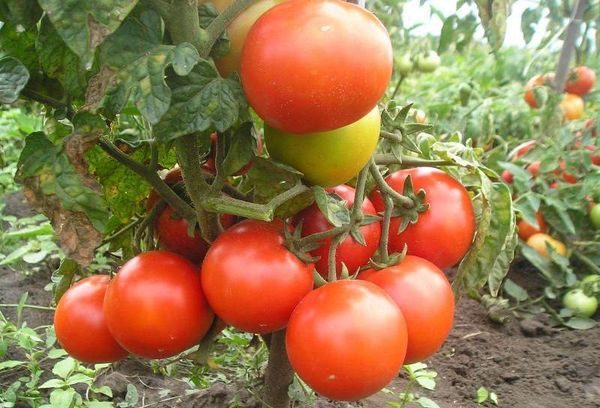  Caperucita Roja