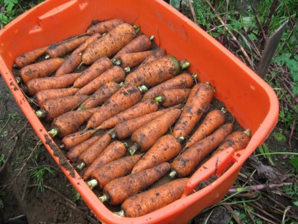  Bajo estas condiciones, las zanahorias se pueden conservar hasta la primavera e incluso hasta el verano.