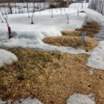  Paillage à la sciure de bois