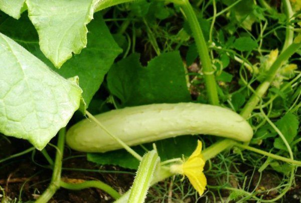  Grado de pepino Novia