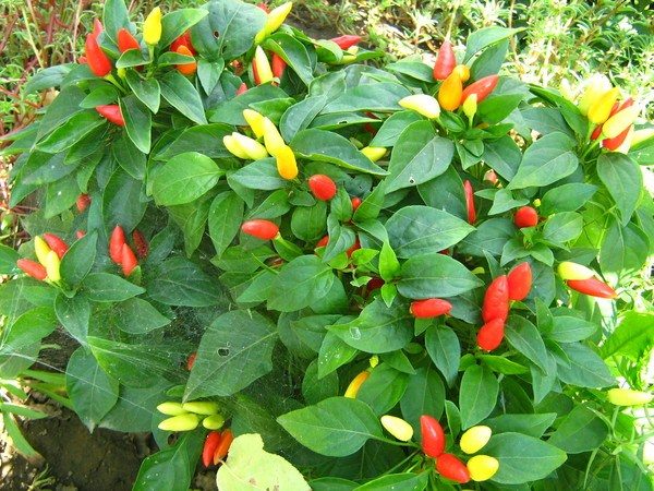  Pimiento Tabasco