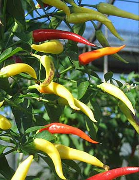  Variedad de pimiento picante fuerte