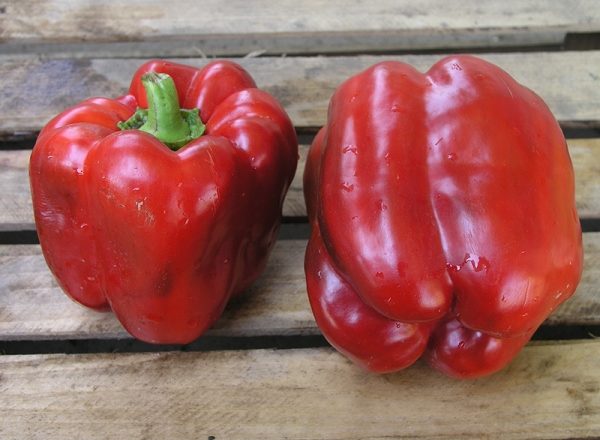  Claudio F1 Pepper