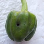  Pepper golpeó primicia