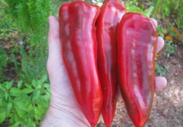  Lengua Marinkin De Pimienta