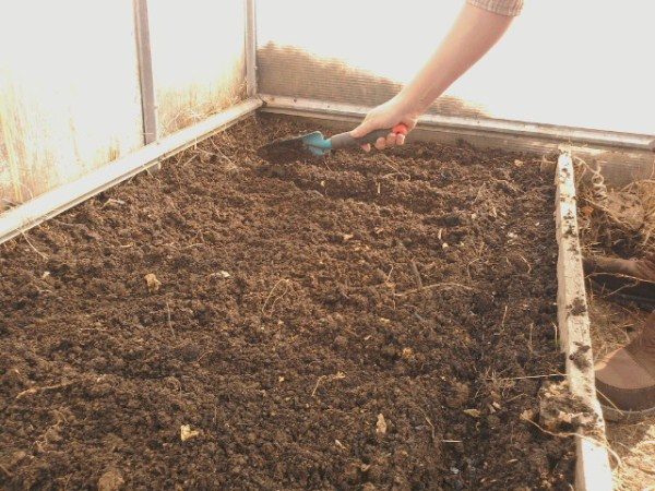  Preparando el suelo para plantar semillas de tomate.