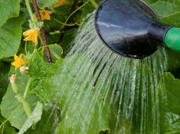  Agua en las horas de la tarde con agua separada a temperatura ambiente.