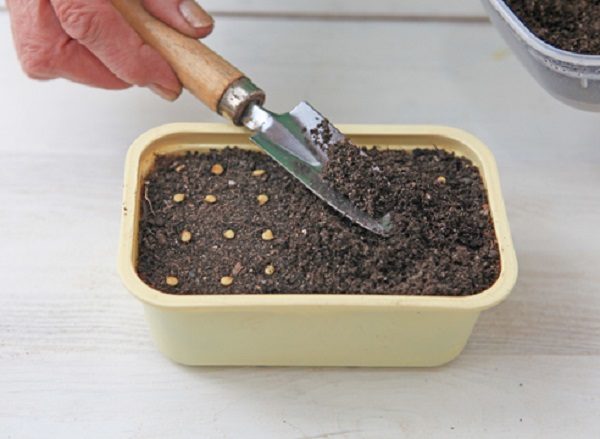  Siembra de semillas de pimiento para las plantas de semillero en un recipiente