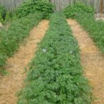  Un exemple de paillage de pommes de terre avec du foin