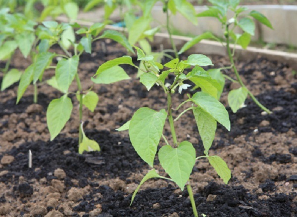  Plantones de pimiento sembrados en terreno abierto.