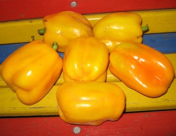  Variedad Siberiana De Pimiento Ternera De Oro