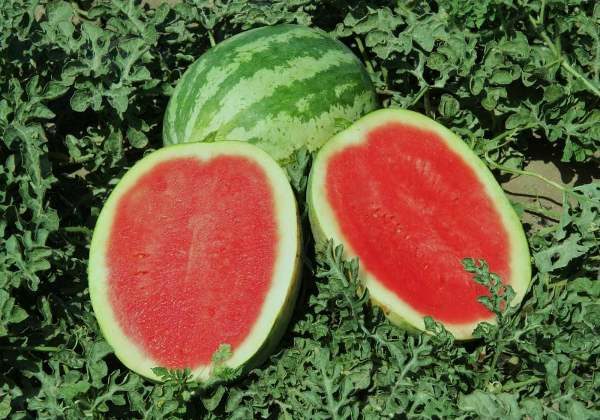  Carmesí dulce de grado resistente a la enfermedad, común a todas las calabazas, Antaknozu, tolerante al Fusarium