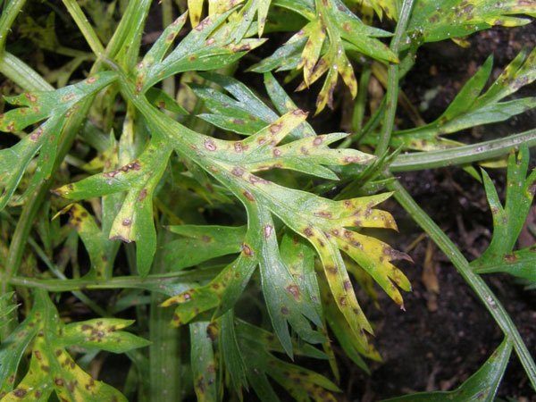  Cercosporosis sobre hojas de zanahoria.