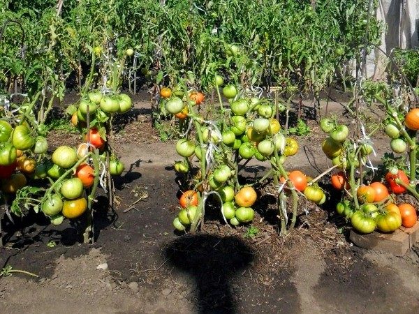  Los tomates Andrómeda son adecuados para el cultivo en suelo abierto y en el invernadero.