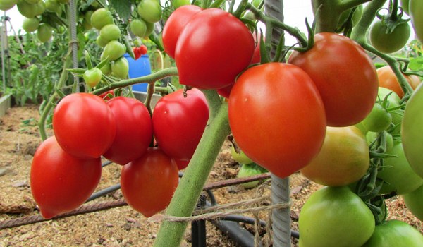  Tomate Budenovka