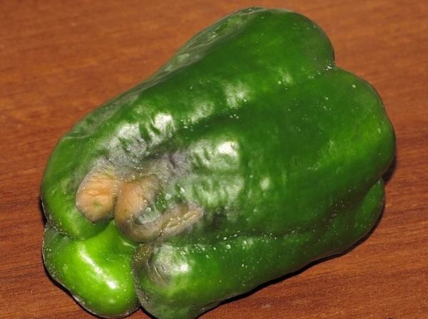  Pimienta pimiento podrido