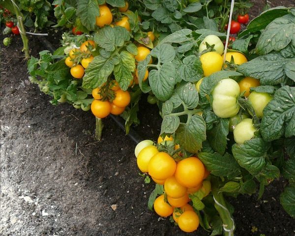  Sombrero amarillo