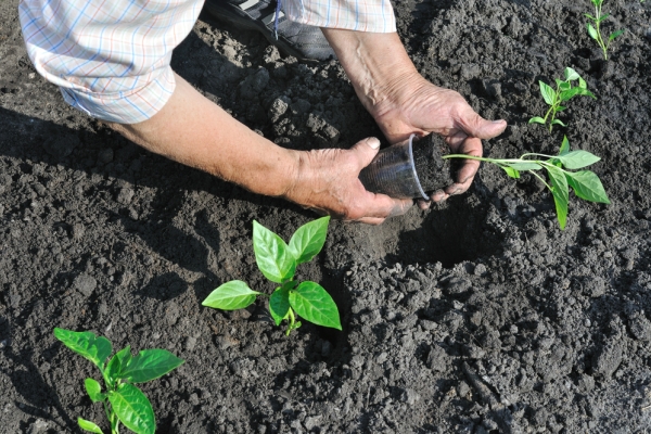  Los pimientos se deben plantar en el suelo a fines de mayo, tan pronto como el clima sea cálido.