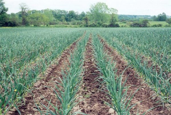  El costo de cultivar ajo es más pequeño que otros vegetales.